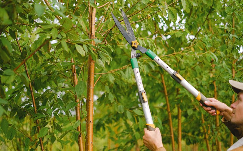 Tree trimming in Beckley, WV